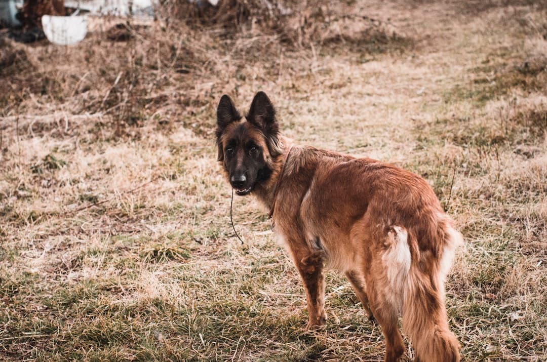 a brown dog with a white tail