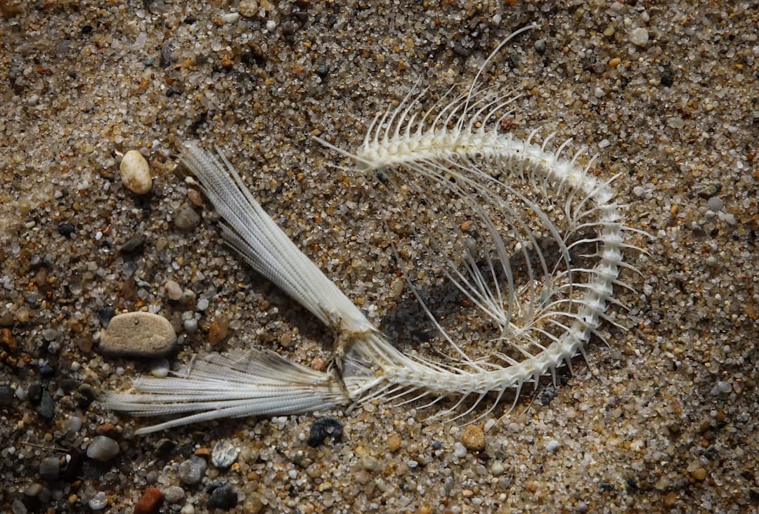 a white feather on the ground