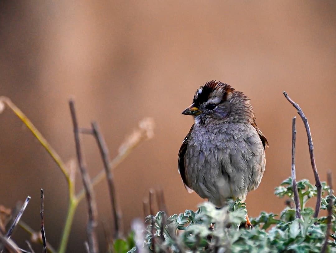 a small bird sits on a branch