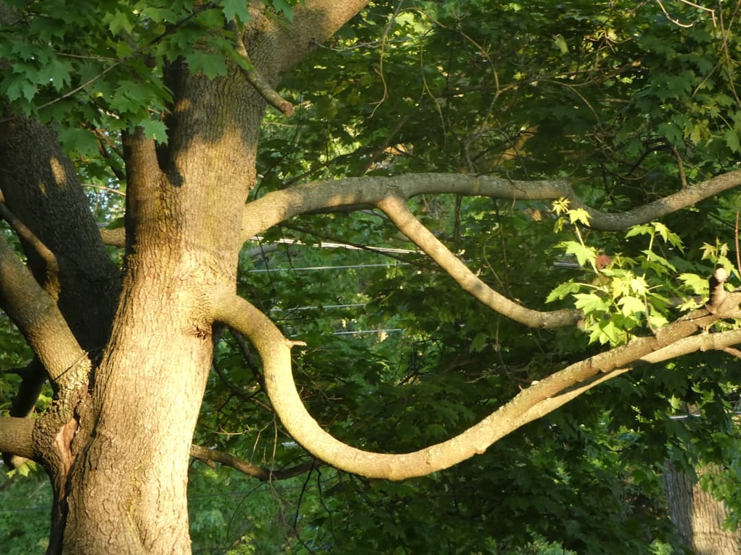 a tree with many branches