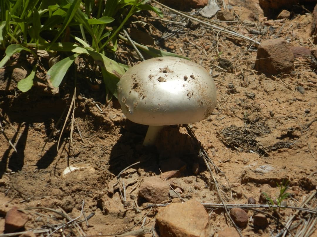 a mushroom growing in the dirt