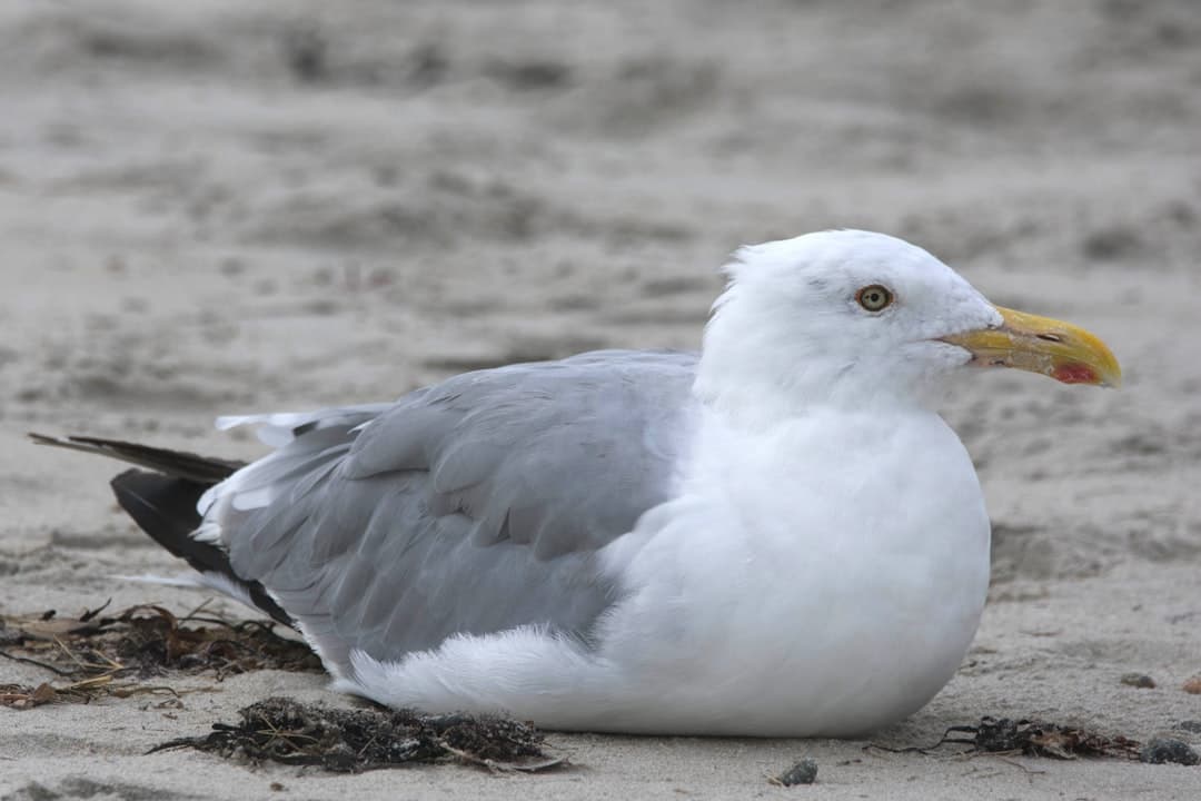 a seagull sitting on the sand