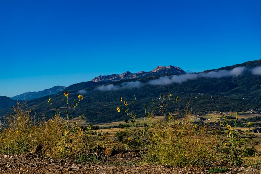 a landscape with plants and mountains in the back