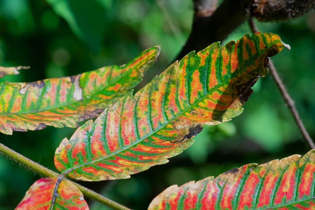 a close up of a leaf