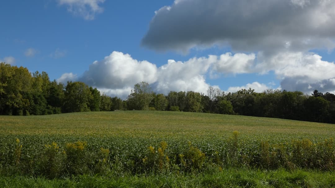 a field of grass with trees in the background