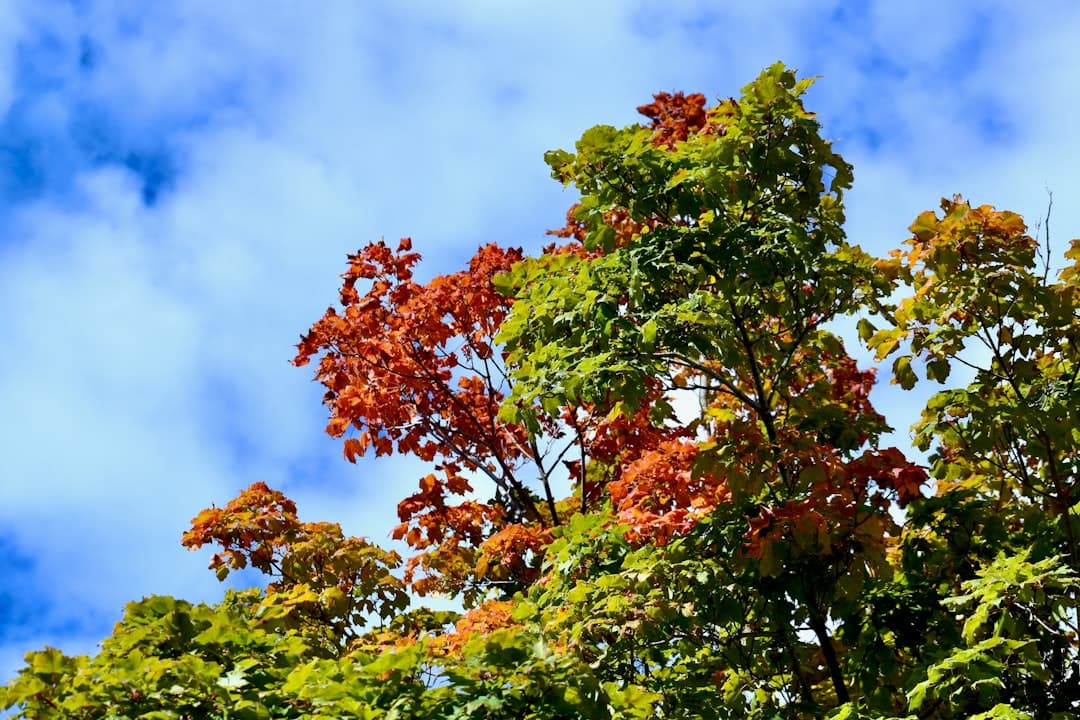 a tree with leaves