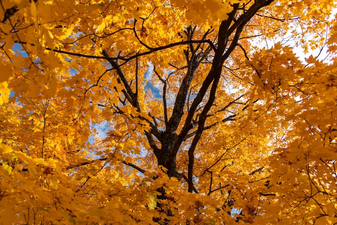 a tree with yellow leaves