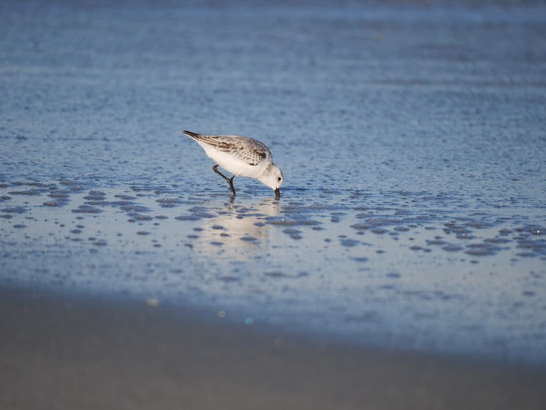 a bird walking in the water