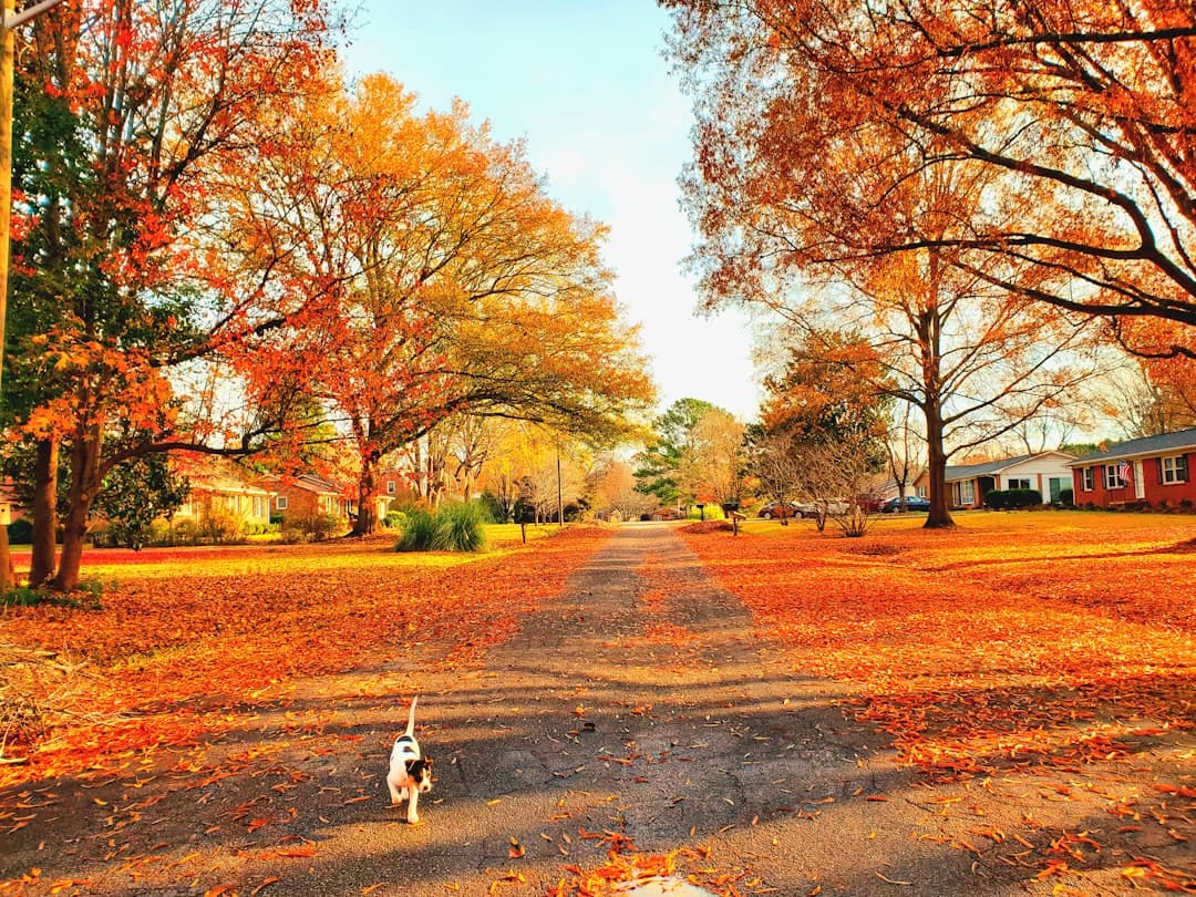 a dog walking on a road with trees on either side of it