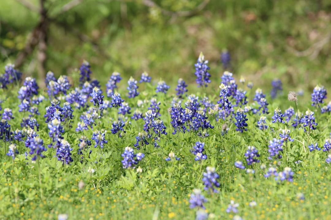 a bunch of blue flowers that are in the grass