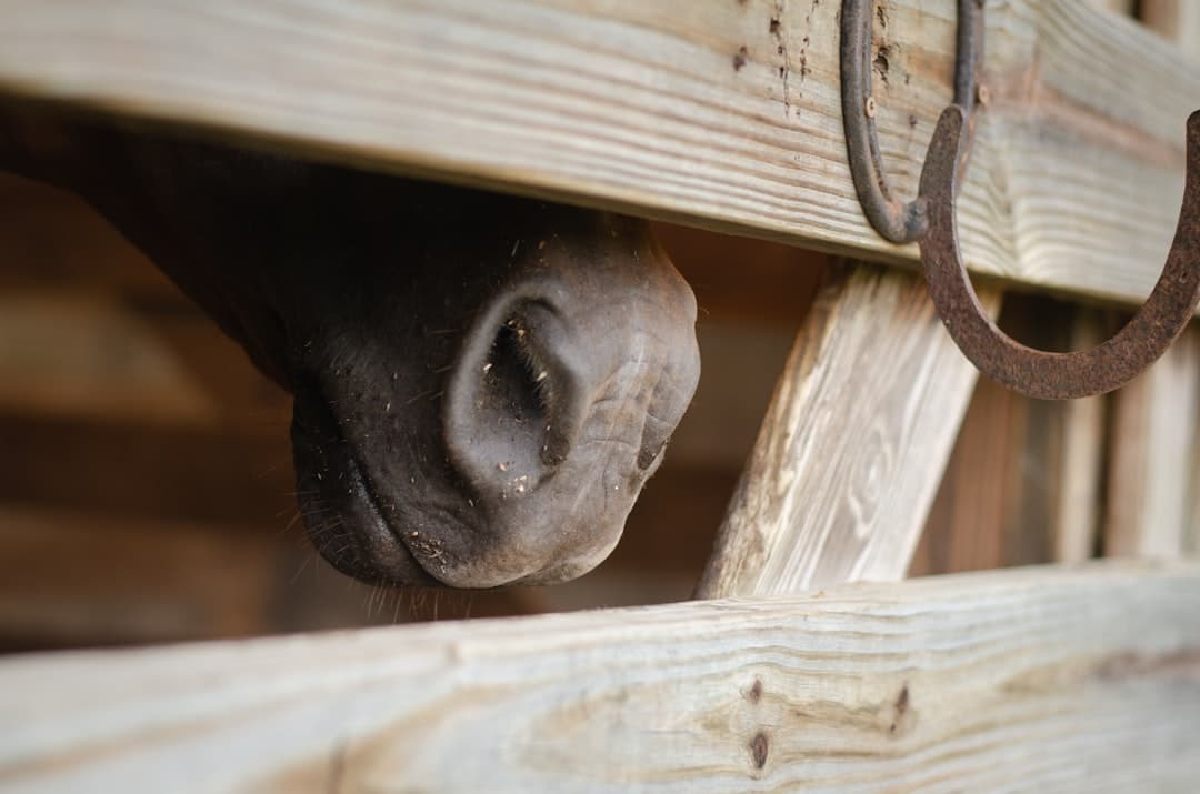 a horse sticking its head through a wooden fence