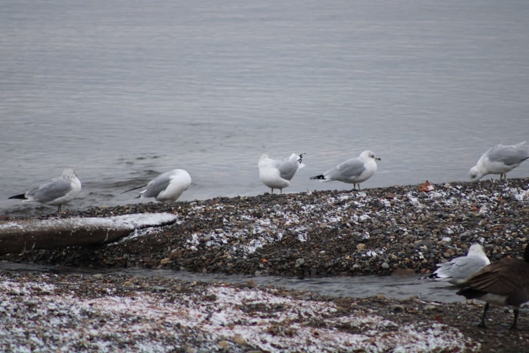 a flock of seagulls standing on a rocky beach