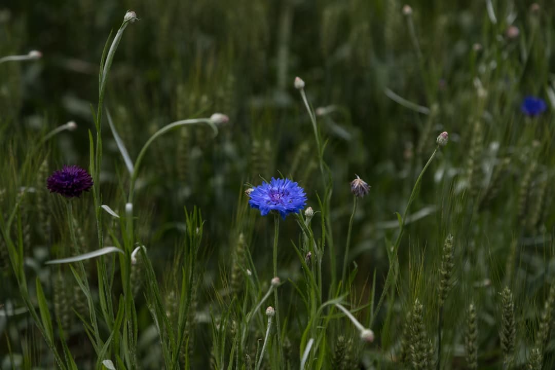 a blue flower in a field of tall grass