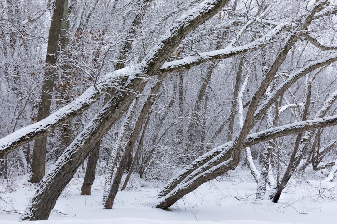 a forest filled with lots of trees covered in snow