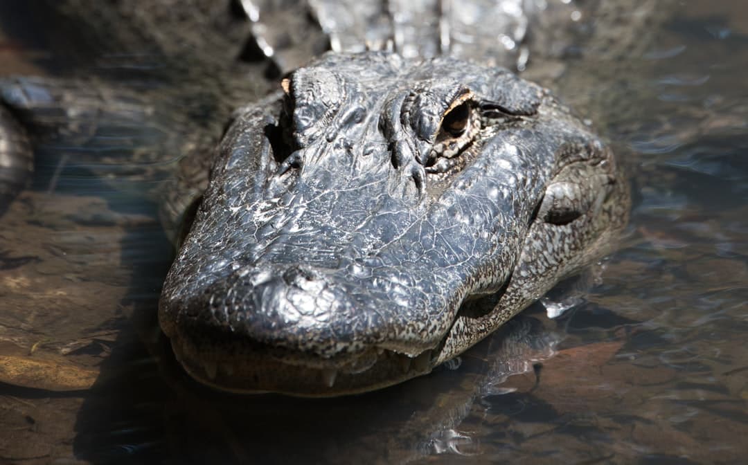 a close up of an alligator's head in the water