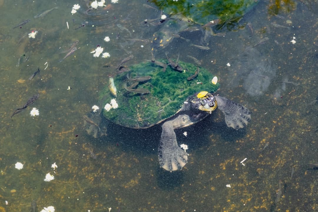 a turtle is swimming in a pond full of fish