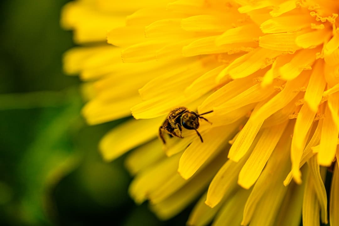 a bee sitting on top of a yellow flower