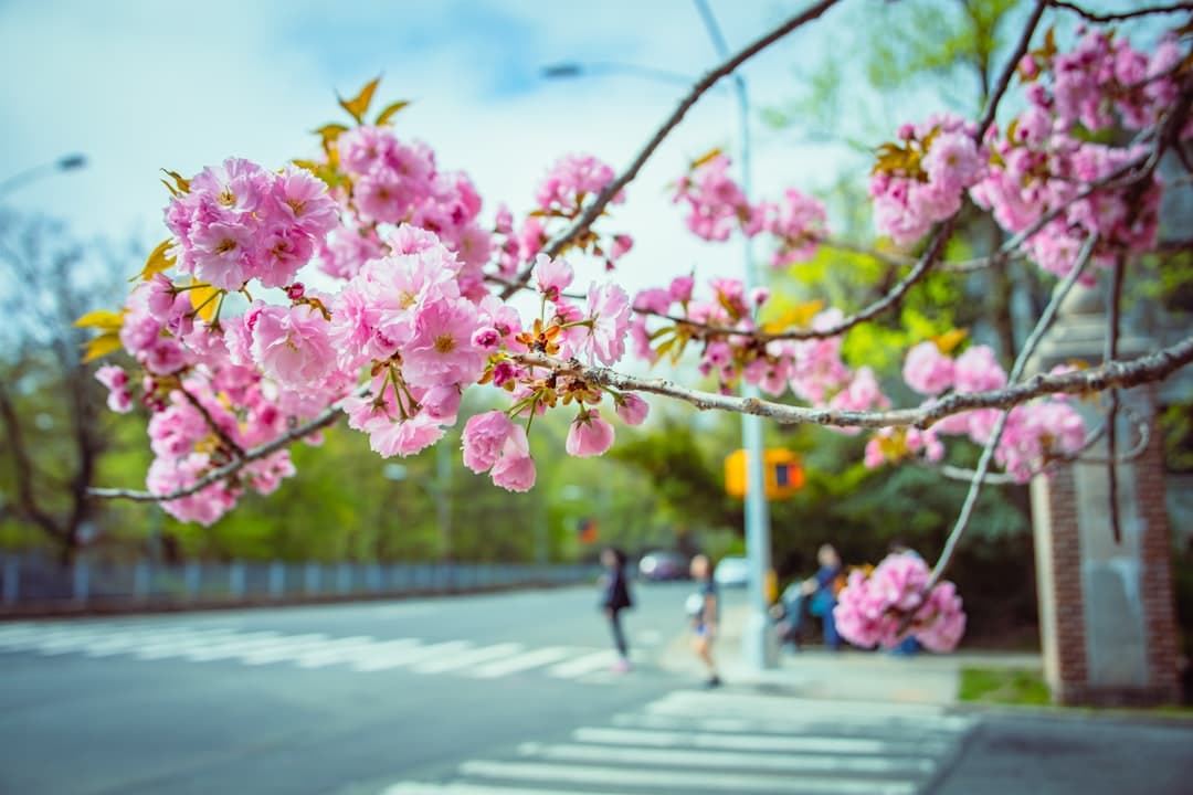 pink flowers are blooming on a tree near a crosswalk