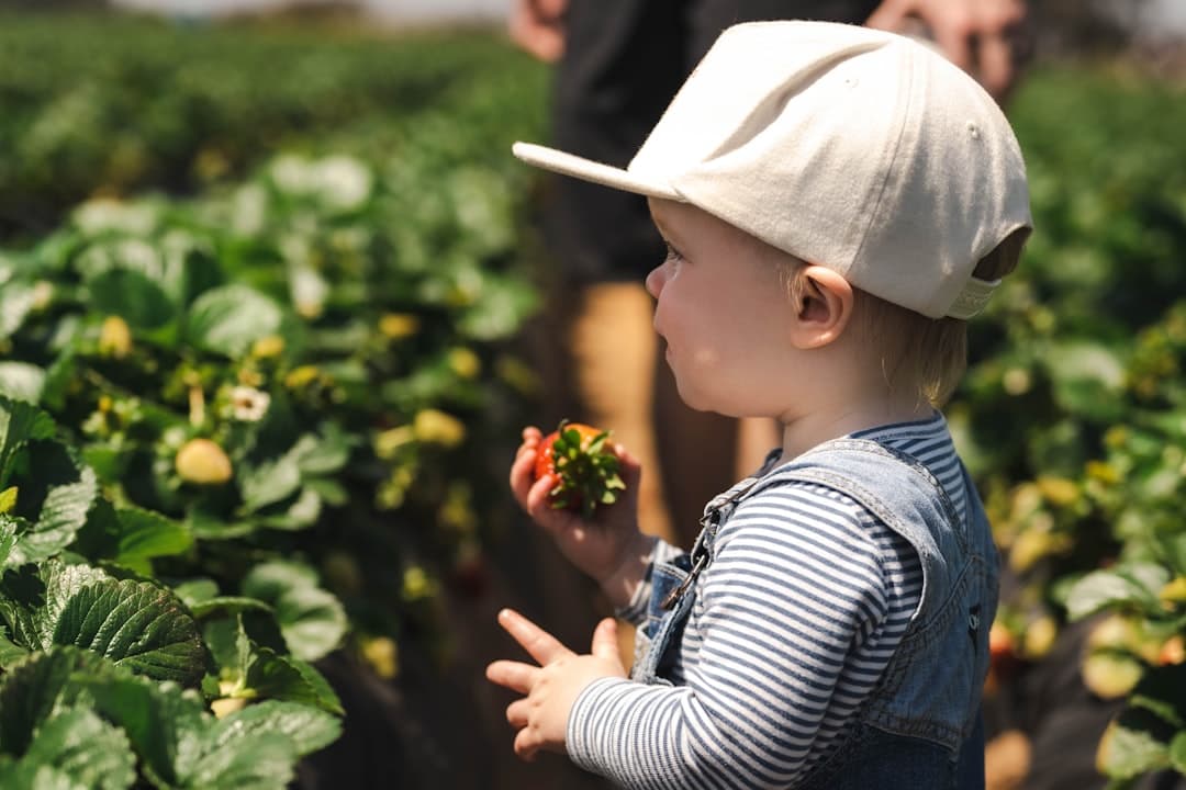 a little boy standing in a field of strawberries