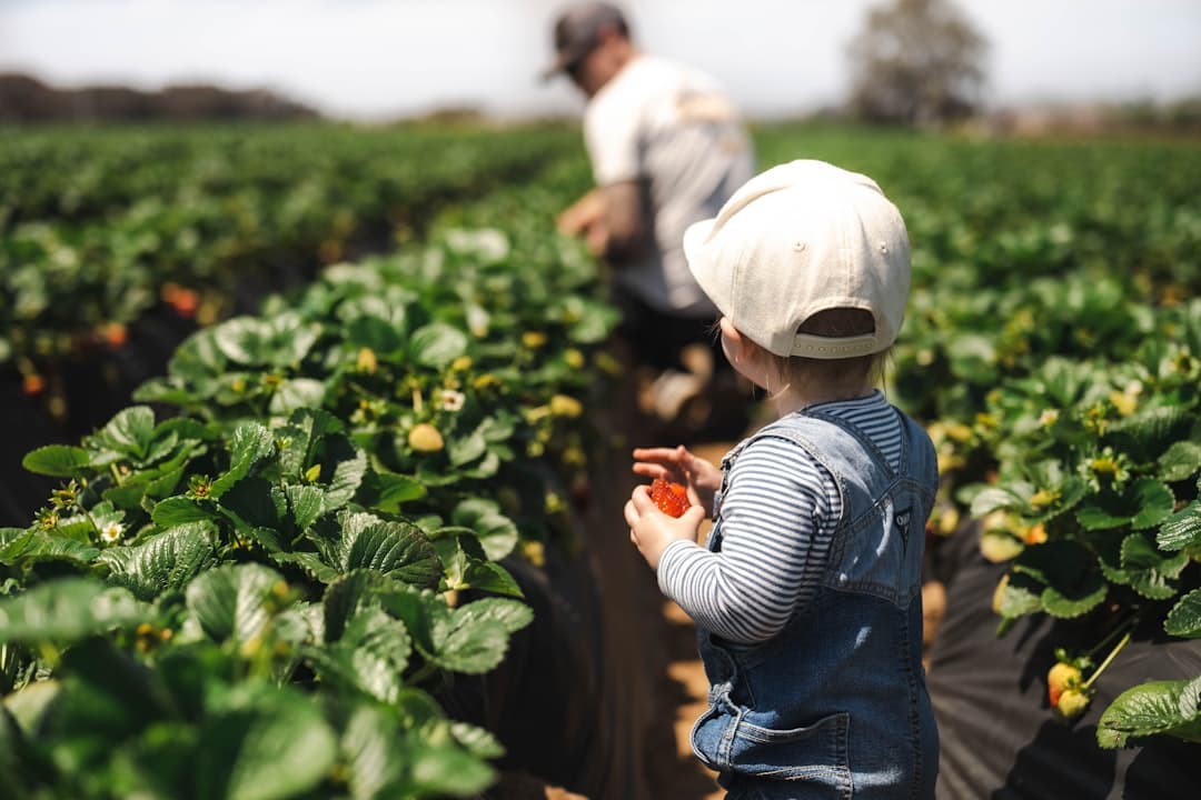 a little boy standing in a field of green plants