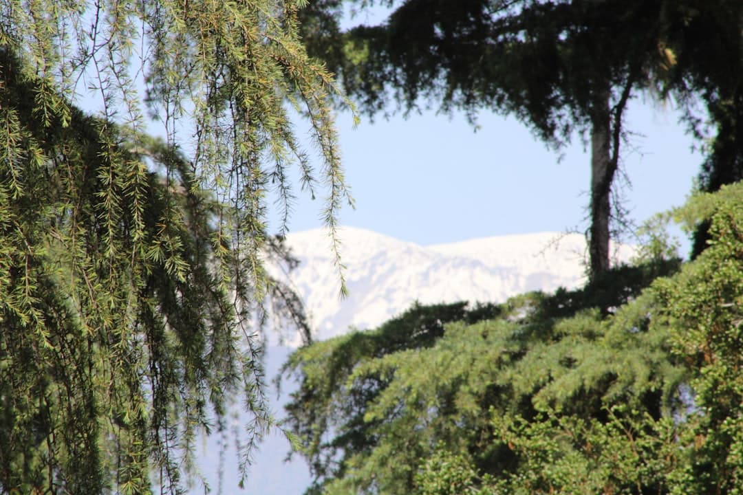 a view of a snowy mountain through some trees