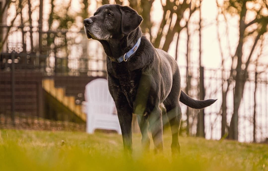 a large black dog standing on top of a lush green field