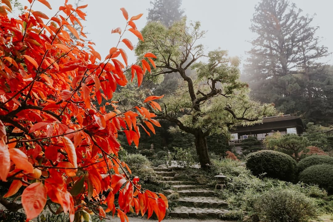 a stone path surrounded by trees and bushes