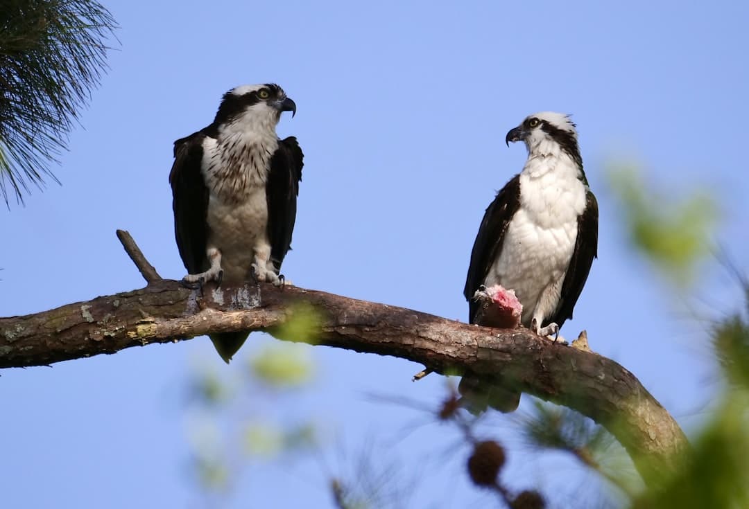 two black and white birds perched on a tree branch