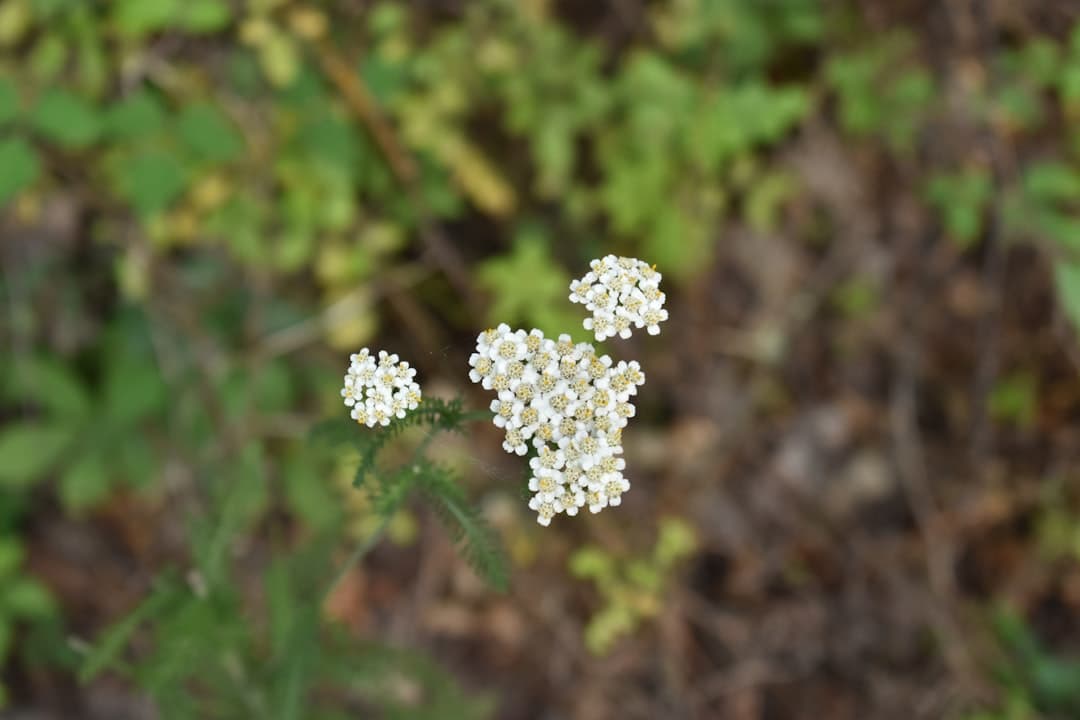 a group of small white flowers sitting on top of a lush green field