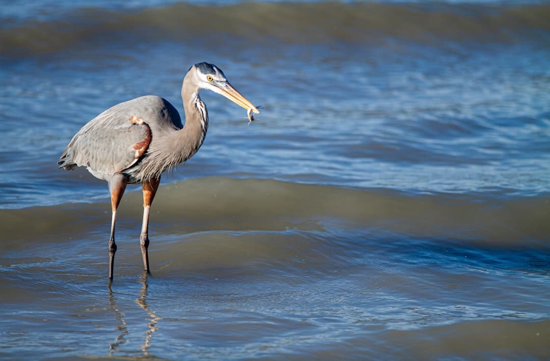 a bird with a fish in it's mouth standing in the water