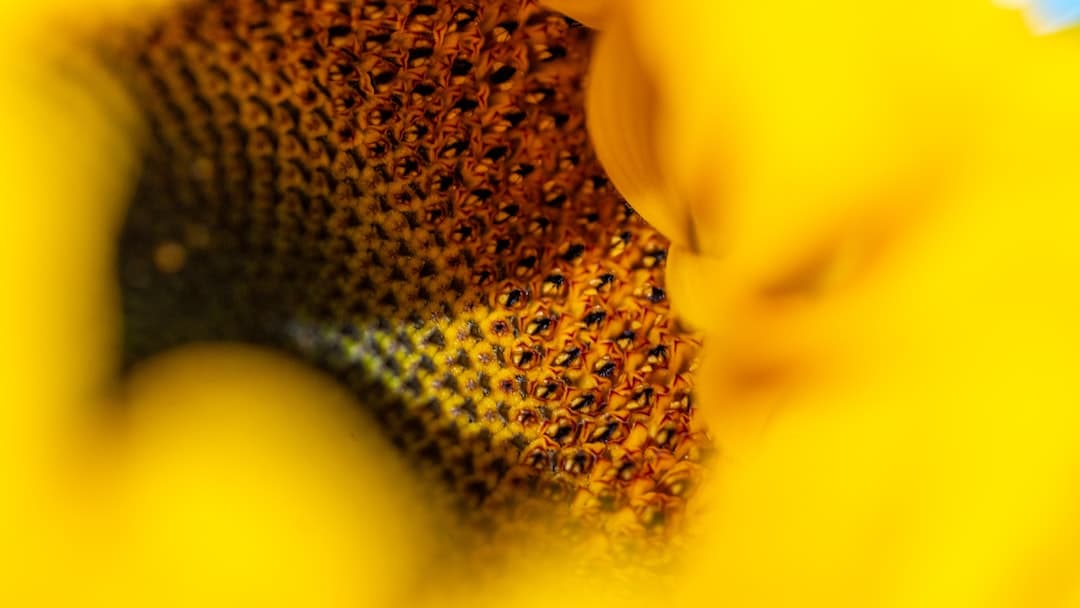 a close up of a yellow flower with a blue sky in the background