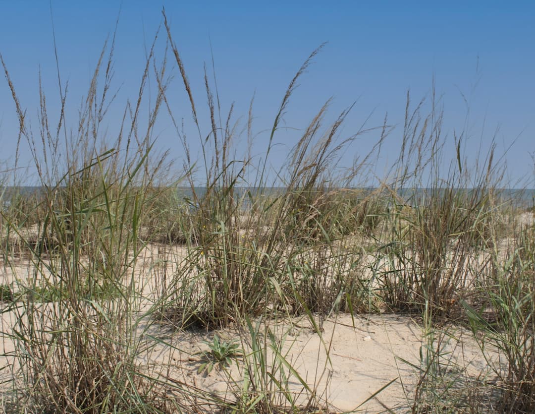 the grass is growing in the sand on the beach