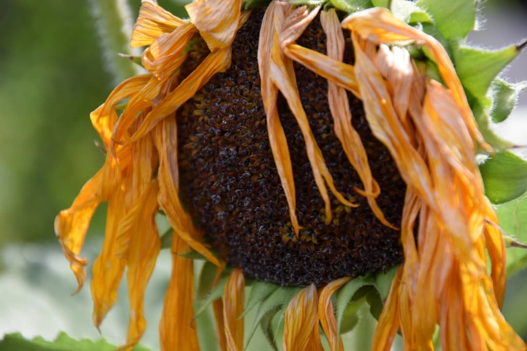 a close up of a sunflower with many petals