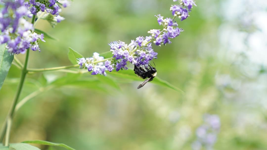 a small black and white insect on a purple flower