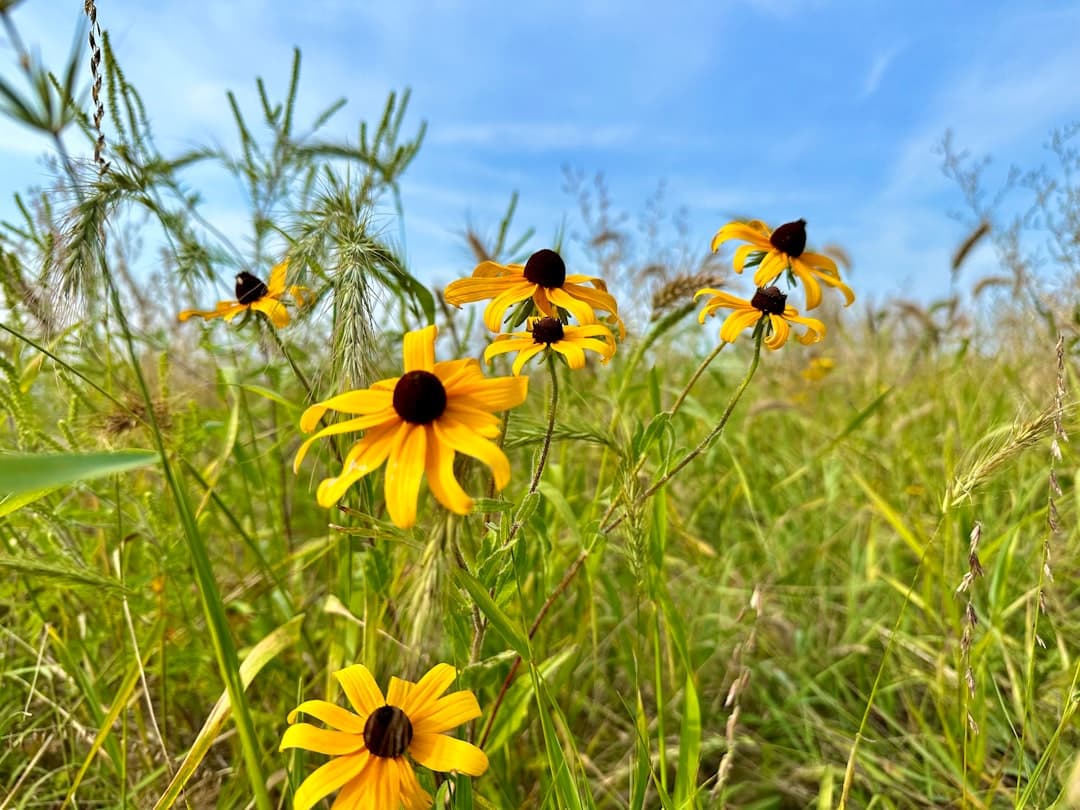 a bunch of yellow flowers that are in the grass