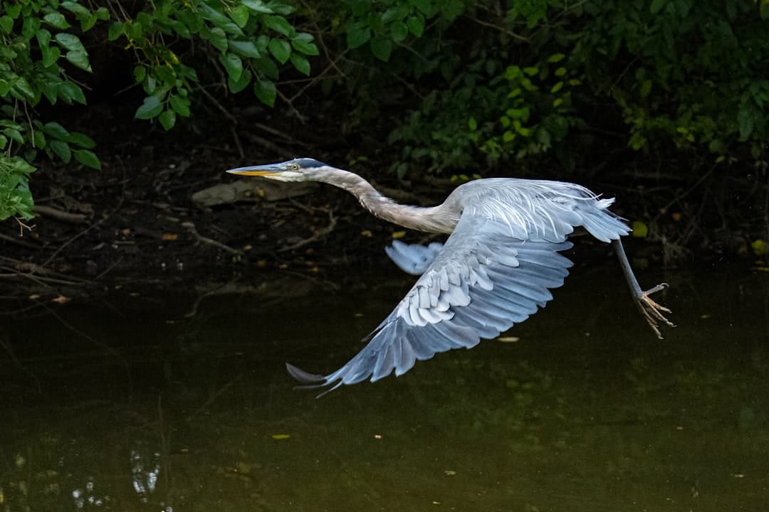 a large bird flying over a body of water