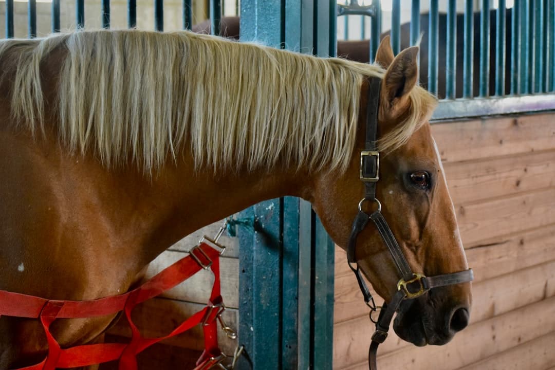 a brown horse with blonde hair standing in a stable