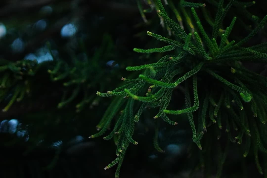 a close up of a pine tree branch