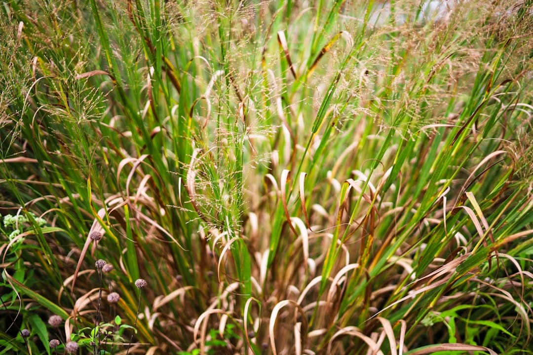 a close up of a grass field with lots of plants