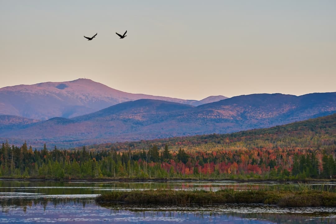 a couple of birds flying over a lake