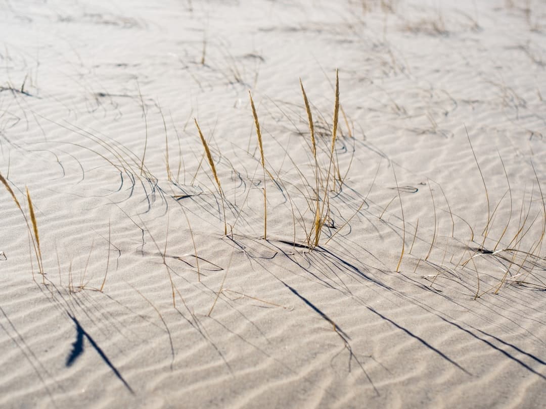 a close up of some grass in the sand