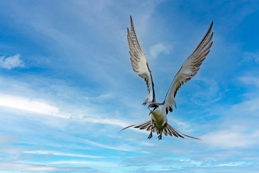 a seagull flying through the air with its wings spread