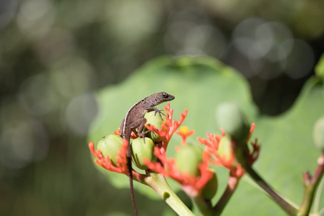 a small lizard sitting on top of a red flower