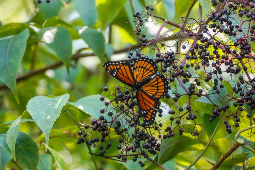 a butterfly that is sitting on some berries