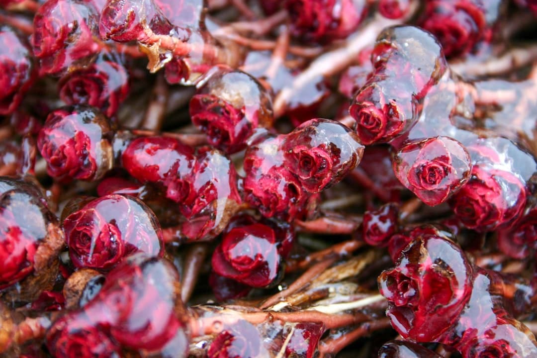 a close up of a bunch of cranberry jelly