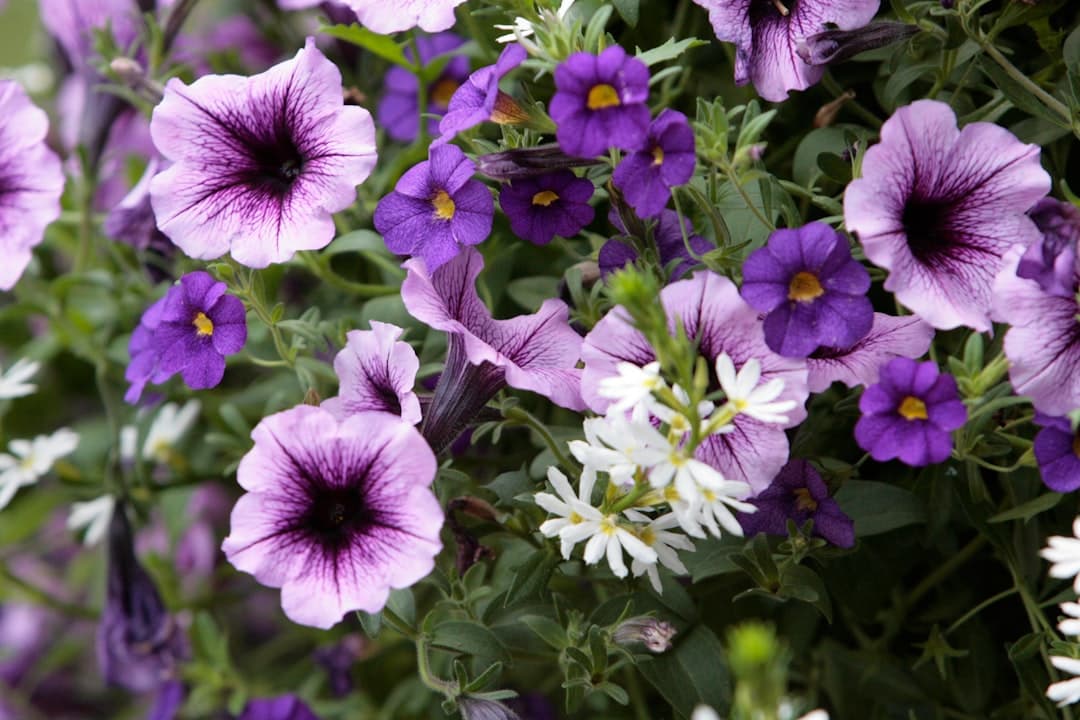 a bunch of purple and white flowers with green leaves