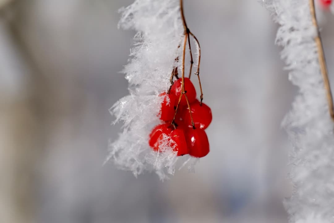 a couple of red berries hanging from a tree