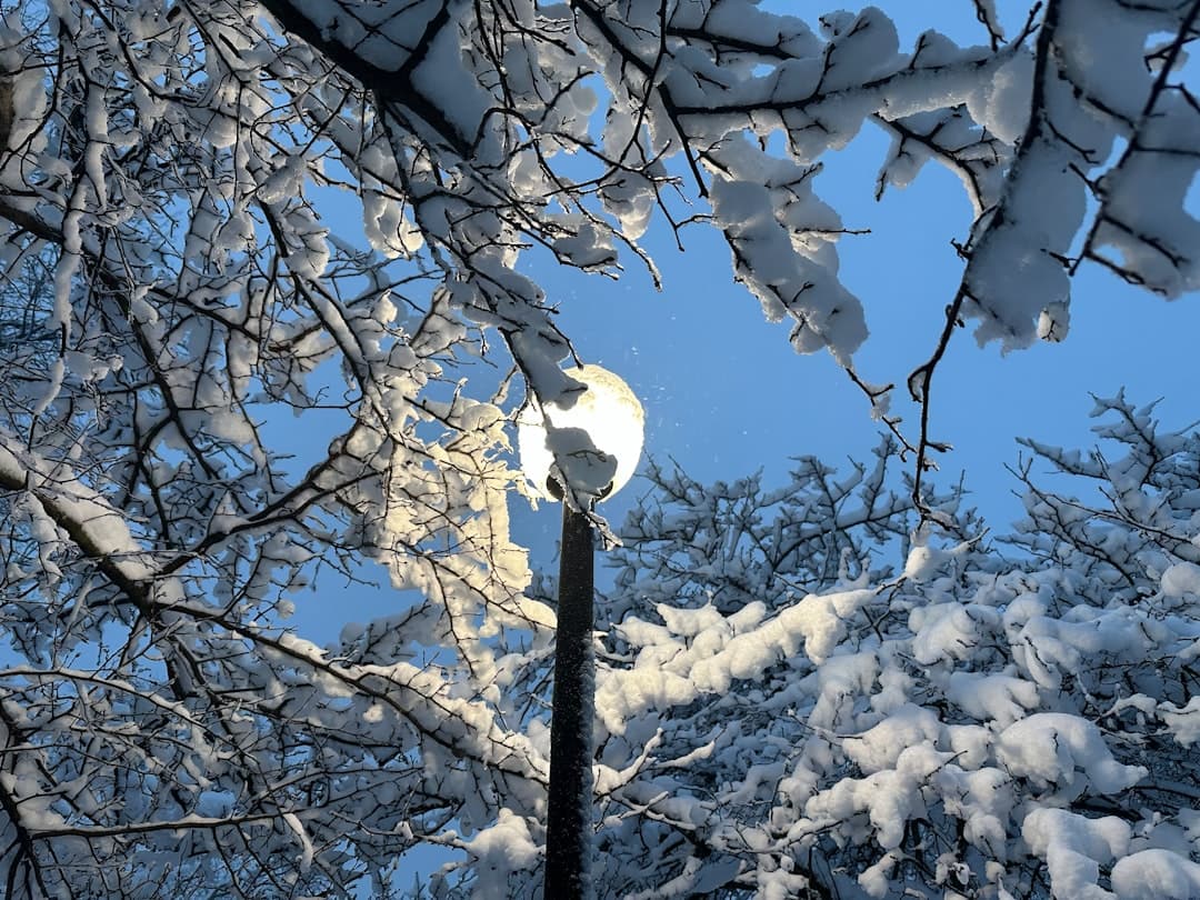 a street light surrounded by snow covered trees