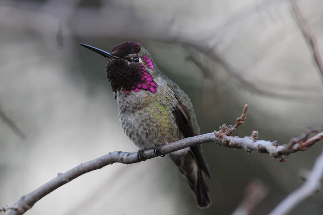 a hummingbird perches on a branch of a tree