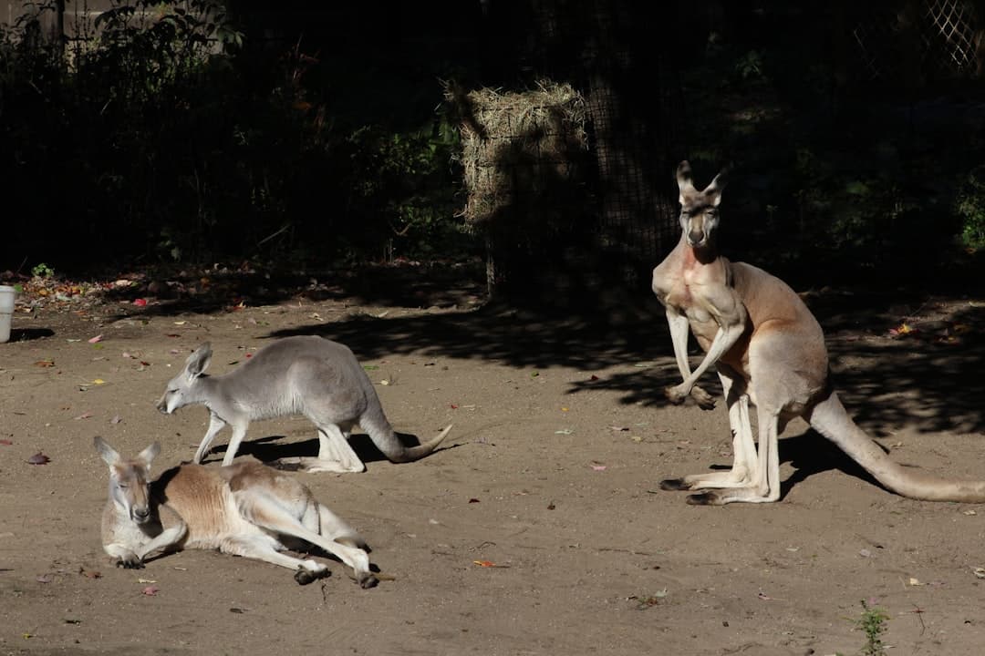 a couple of kangaroos that are laying down